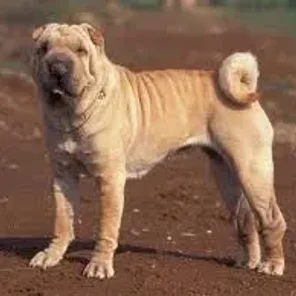 Shar Pei