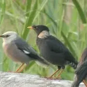 Collared Myna