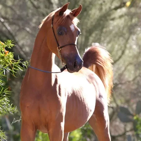 Titan AS El Nabila B × Om El Beladeena
2012 Chestnut
2014 Arabian Breeders World Cup Supreme BRONZE Junior Stallion with Sandro Pinha
2013 Arabian Breeders World Cup Supreme BRONZE Yearling Colt with Sandro Pinha
