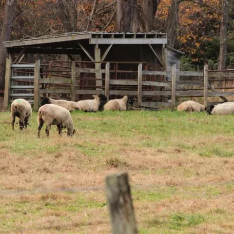 Asheville in the Fall is spectacular and here are a few shots for the weekend tour. Of special surprise were the sheep we found along the way. We were excited to find them just as you were entering your wonderful sheep!