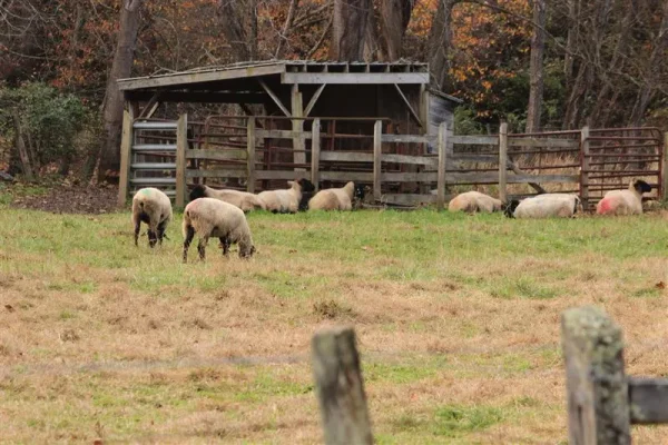 Asheville in the Fall is spectacular and here are a few shots for the weekend tour. Of special surprise were the sheep we found along the way. We were excited to find them just as you were entering your wonderful sheep!