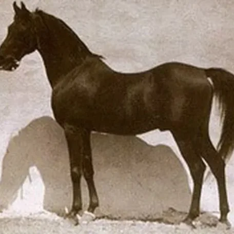 KAZMEEN 1916 Straight Egyptian Stallion.