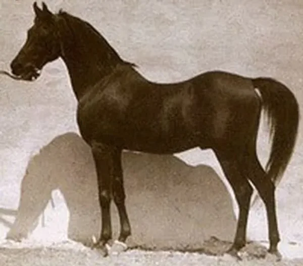 KAZMEEN 1916 Straight Egyptian Stallion.