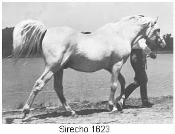 SIRECHO