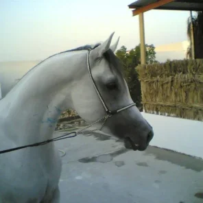AL JASOUR