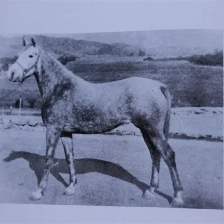 Pomona Ahrany (Raseyn x Raidaana) grey mare, foaled February 15, 1944
bred by W.K. Kellogg Institute