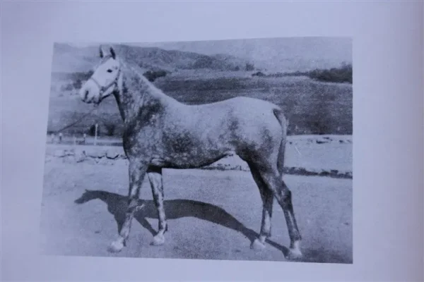 Pomona Ahrany (Raseyn x Raidaana) grey mare, foaled February 15, 1944
bred by W.K. Kellogg Institute