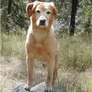 Golden Labrador (Designer Dog)