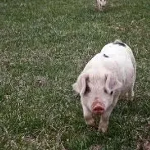 Spots