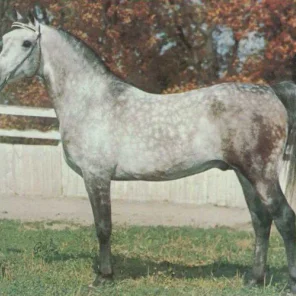 El Magato