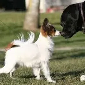 Papijack (Designer Dog)