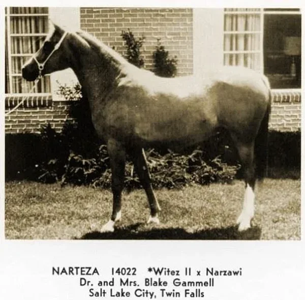 NARTEZA