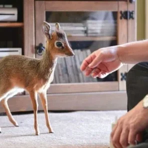 11 Delightful Facts About the Dik-Dik