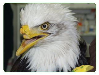 Beauty the bald eagle has a prosthetic beak...What a great story!