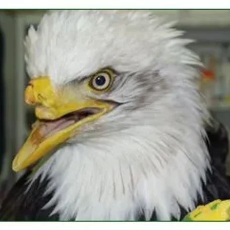 Beauty the bald eagle has a prosthetic beak...What a great story!