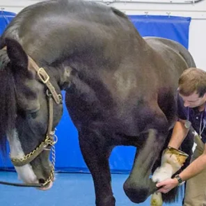 What to do when your horse is lame!