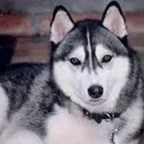 Siberian Husky