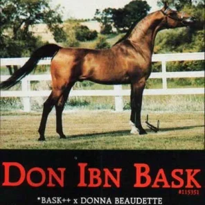 DON IBN BASK