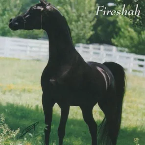Bey Fireeshah