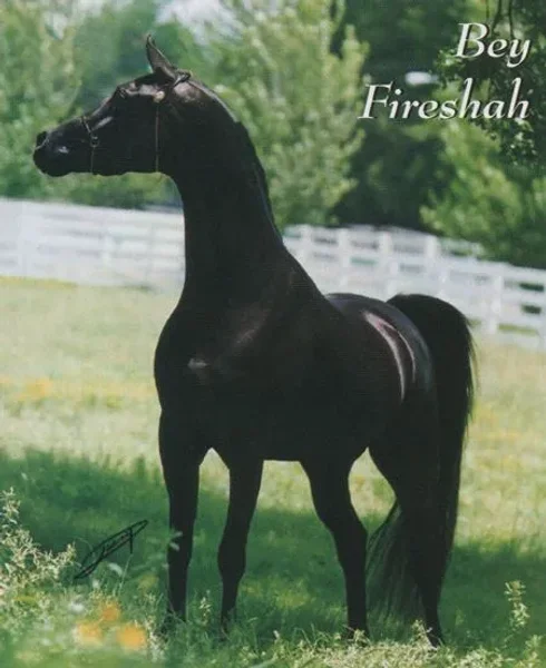 Bey Fireeshah