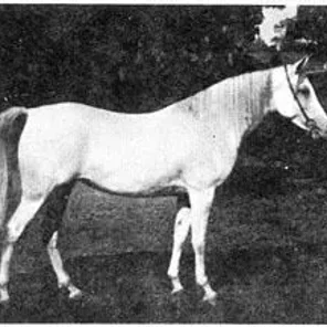 HH Mohamed Alis Hamama