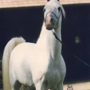 Malik
