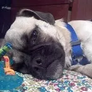 Malti-Pug (Designer Dog)