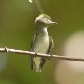 Tiny Tyrant-Manakin