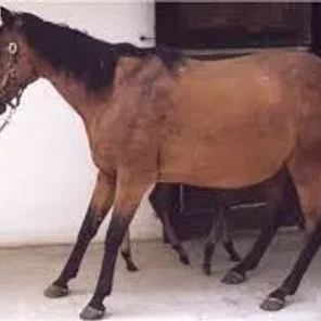 Abscess in Horses