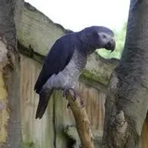 Timneh African Grey