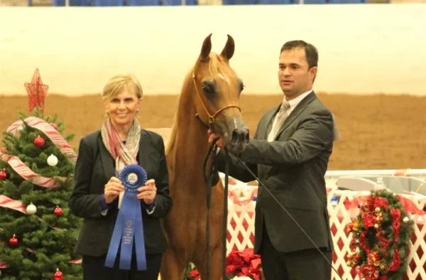 Luxemere Tulio & Sandro Pinha at his first show. The 2014 Arabian Desert Classic Show, Scottsdale Az