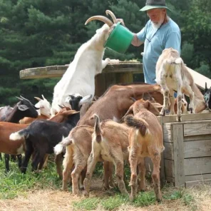 Kiko Goat