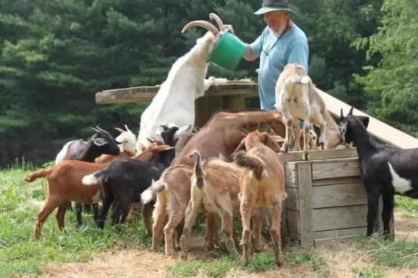 The Kiko Goat originated from New Zealand by crossing feral goats with dairy goats in the 1980s.