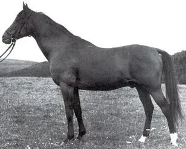 HALEF
