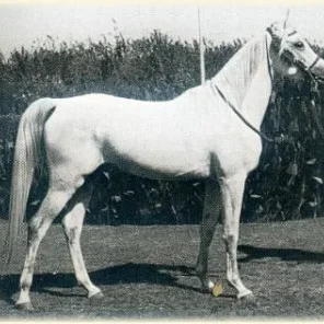 HADBAN ENZAHI