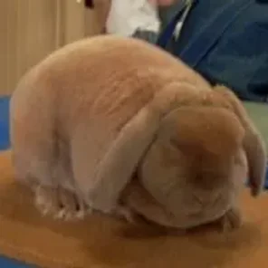 Plush Lop Standard