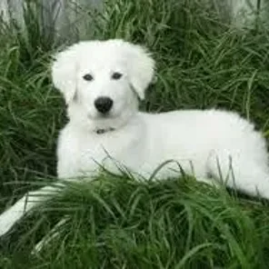 Maremma Sheepdog