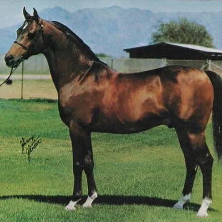 Bask an Arabian legend
