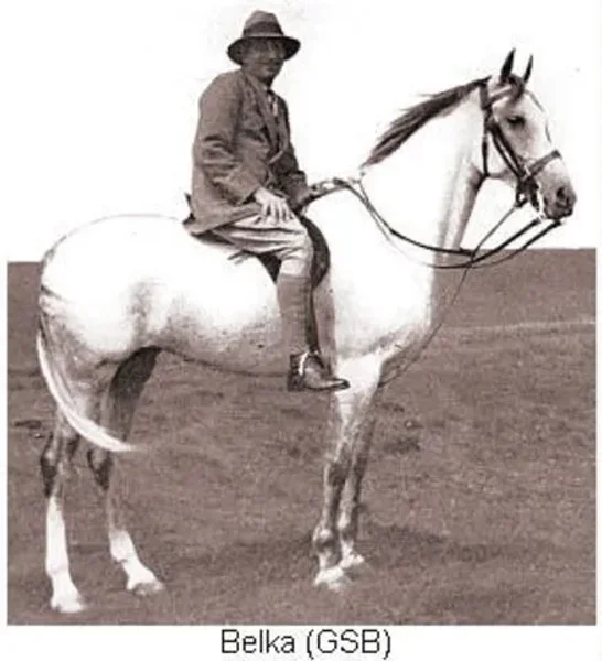 Belka