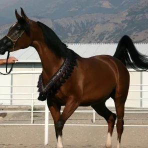 LADY MYSTIQUE M
