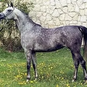 ELEUZA