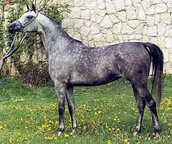 ELEUZA