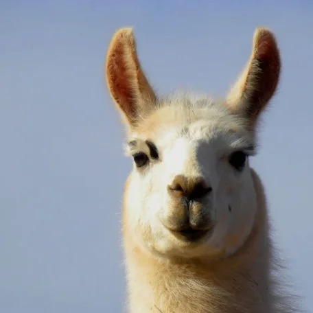 llama, suri