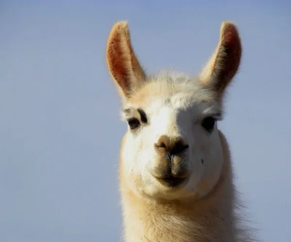 llama, suri