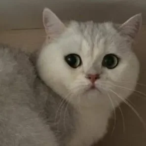 Silver Kristofer of Golden Neko