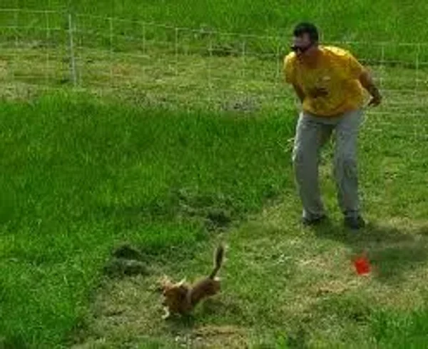 Earthdog
