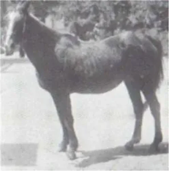 Tarfa