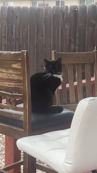 Idaho Dumpster Cats