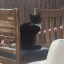 Mr Kitten