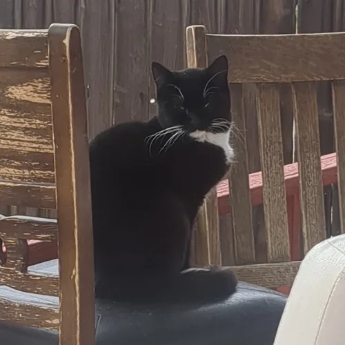 Mr Kitten